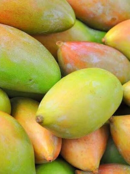 Totapuri Raw Mango 10 KG