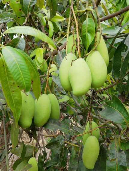 Totapuri Raw Mango 20 KG