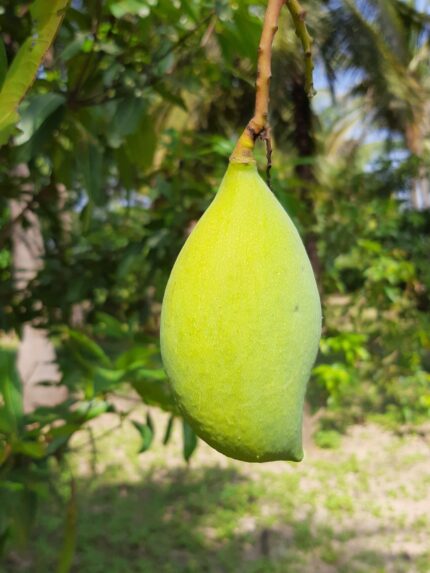 Totapuri Raw Mango
