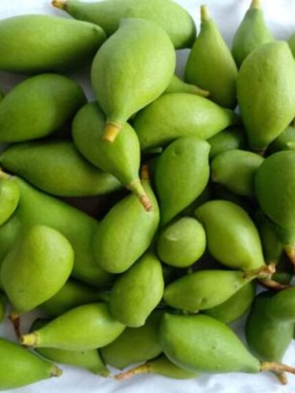 Killimuku Vadu / Totapuri Mango