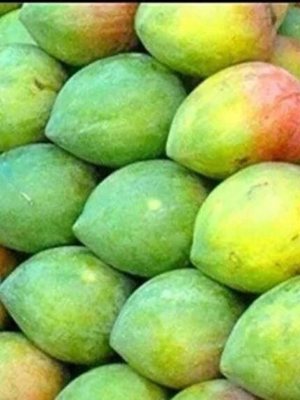 Nadusalai / Pether / Raspuri 10 KG